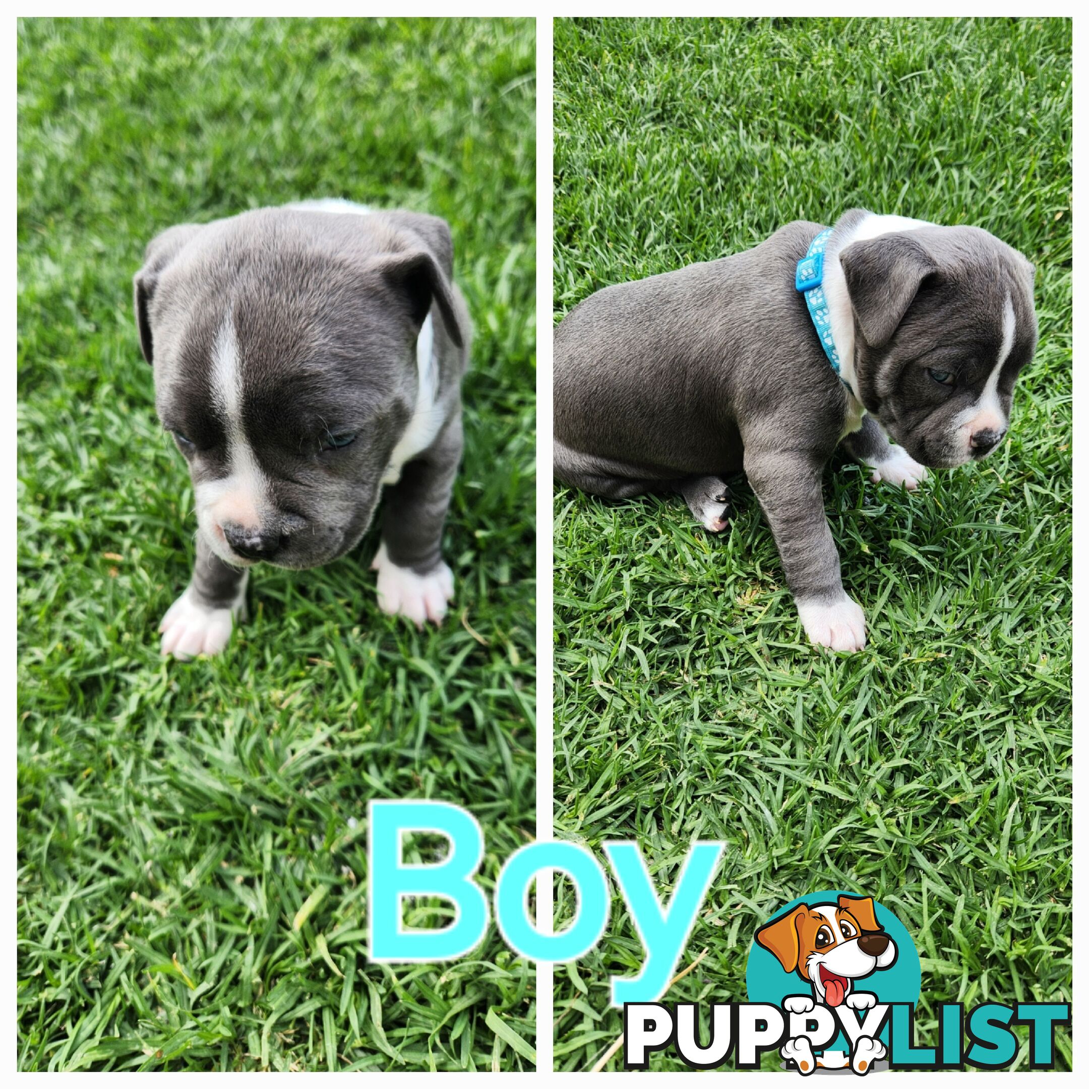 Pure bred Blue American Staffy pups