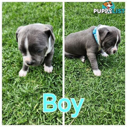 Pure bred Blue American Staffy pups