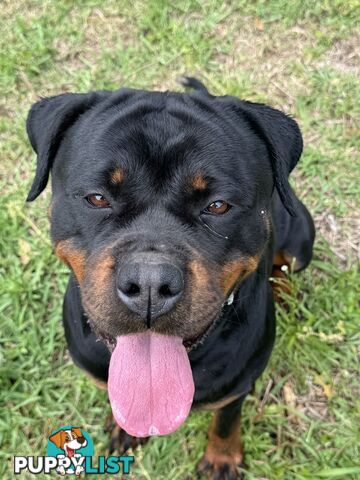 German Rottweiler puppy