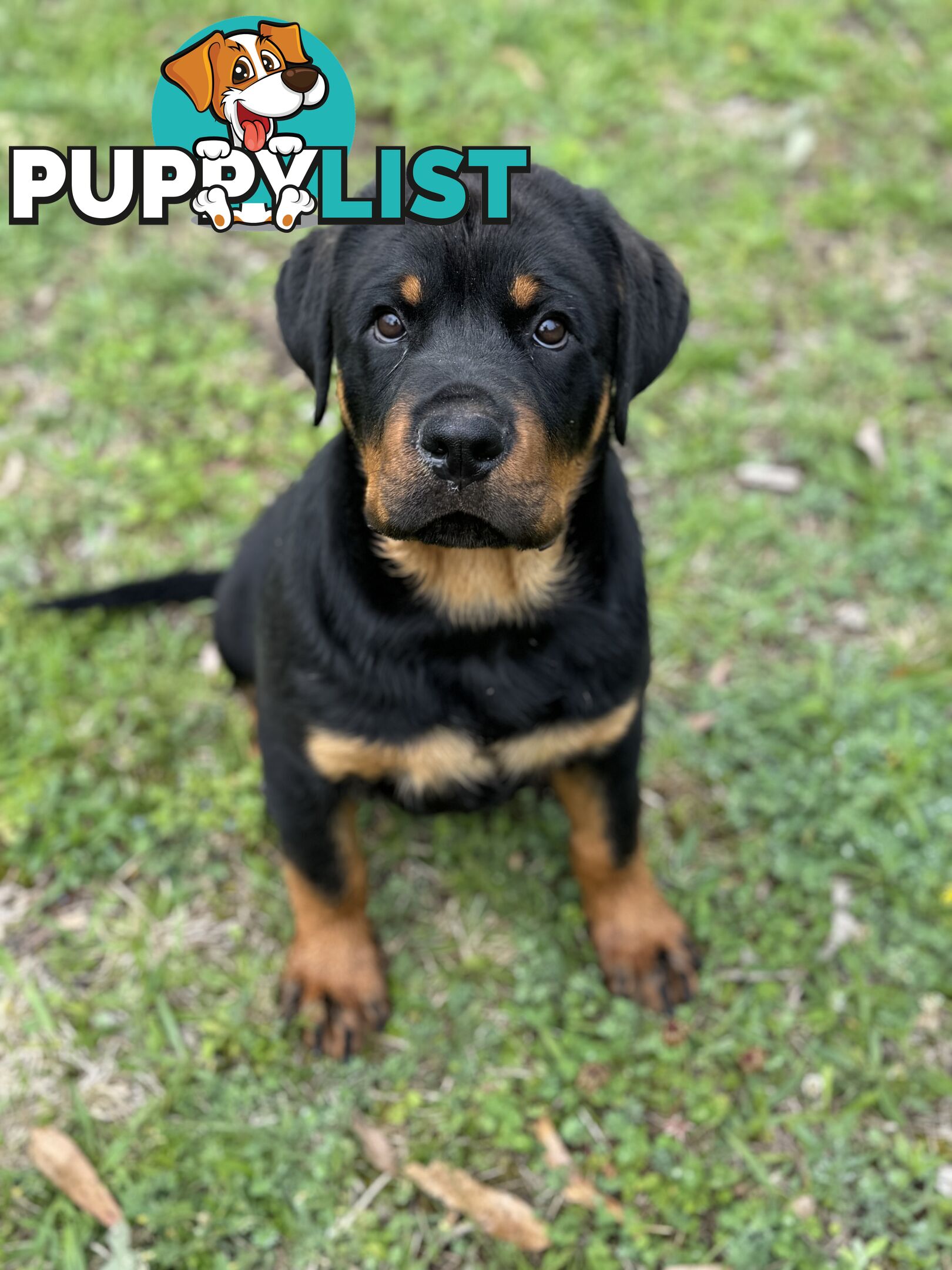 German Rottweiler puppy