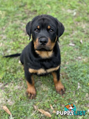 German Rottweiler puppy