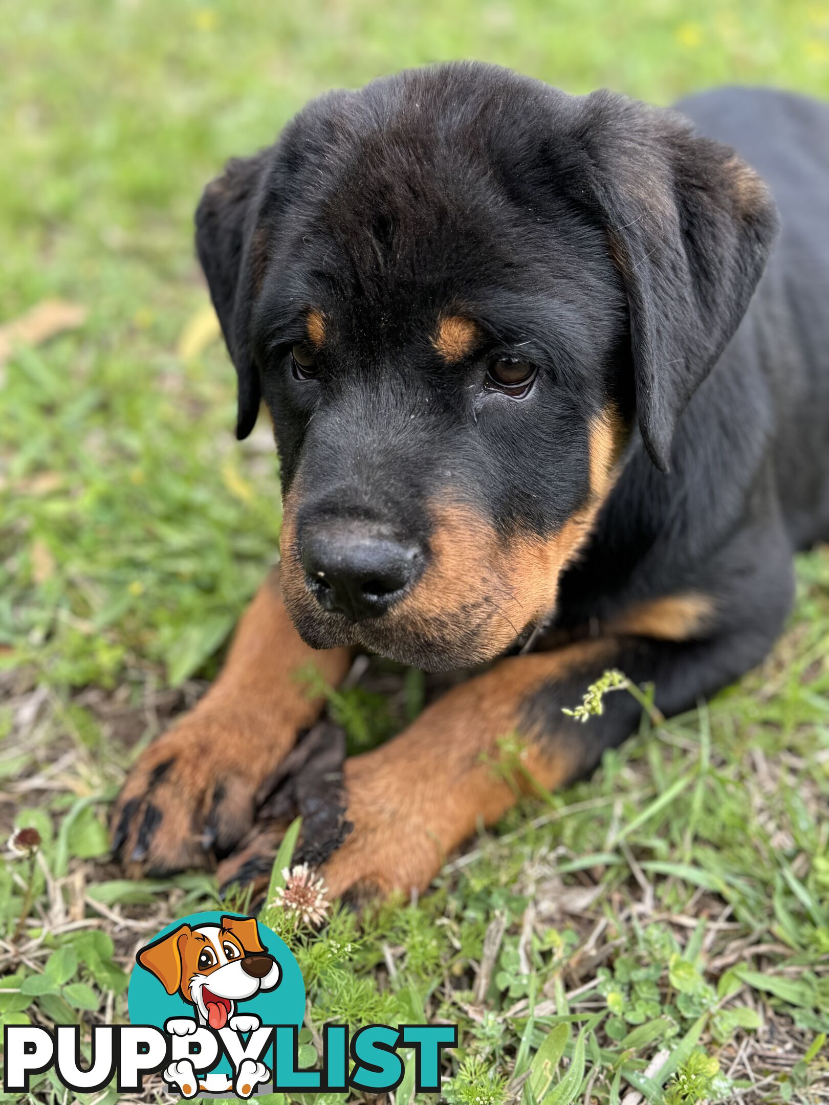 German Rottweiler puppy