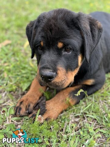 German Rottweiler puppy