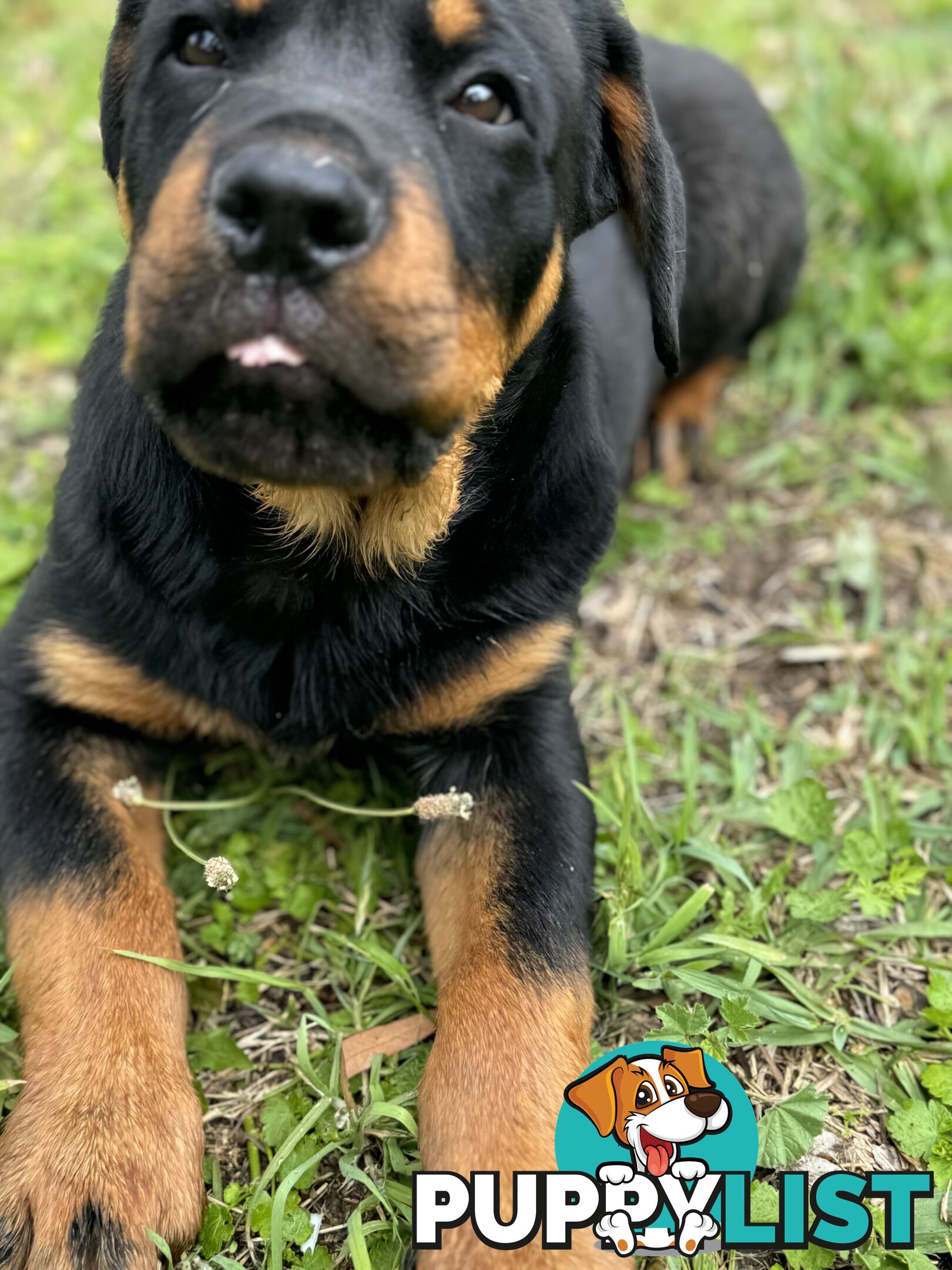 German Rottweiler puppy