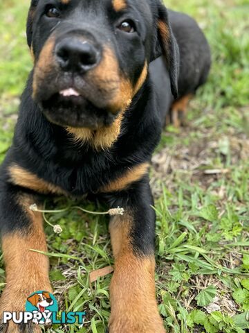 German Rottweiler puppy