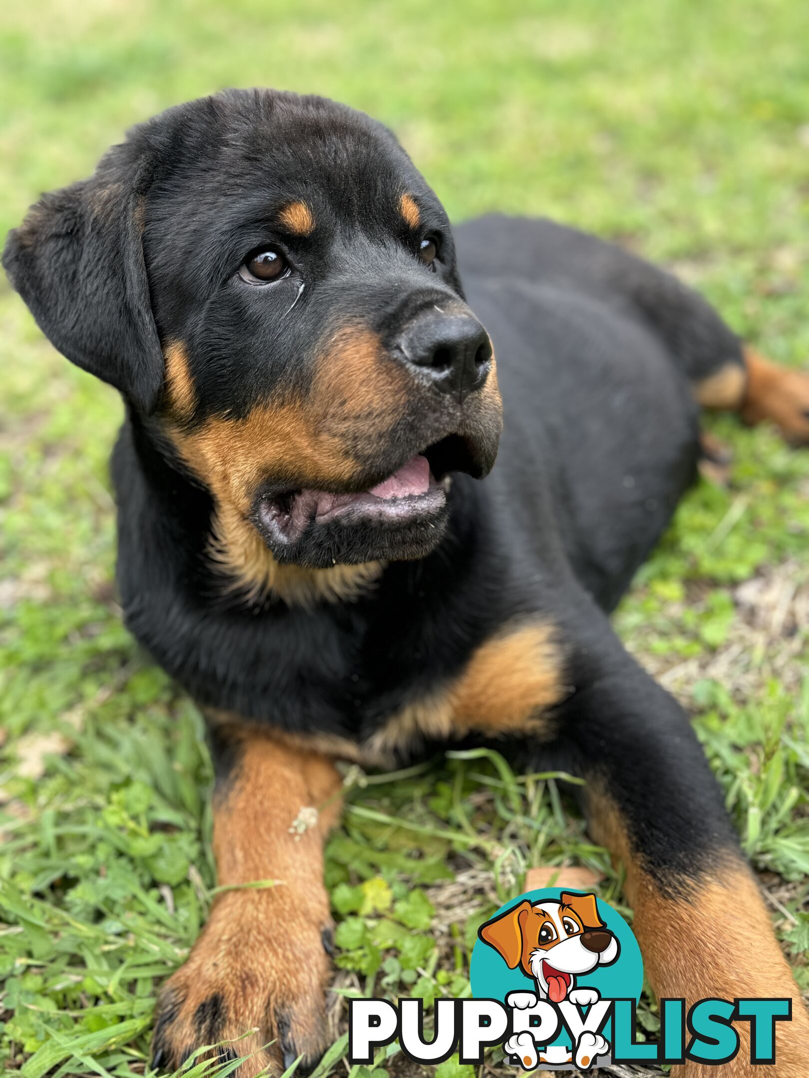 German Rottweiler puppy