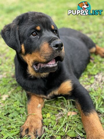 German Rottweiler puppy