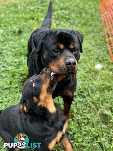 German Rottweiler puppy