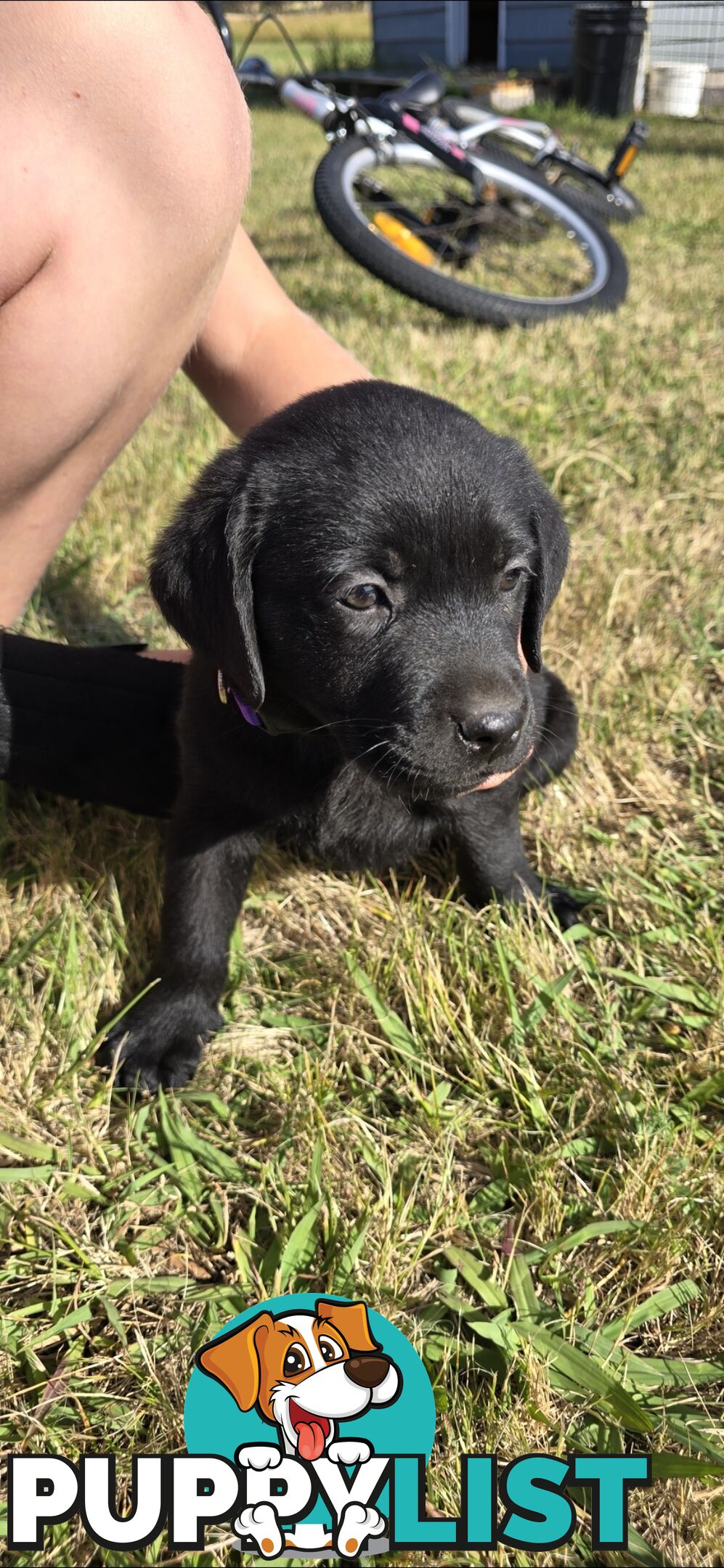 pure lab puppies