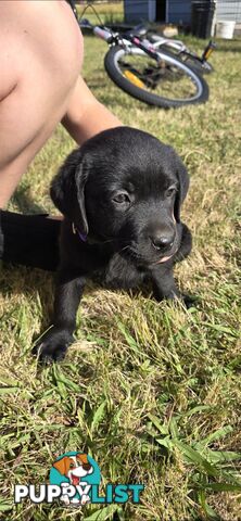 pure lab puppies