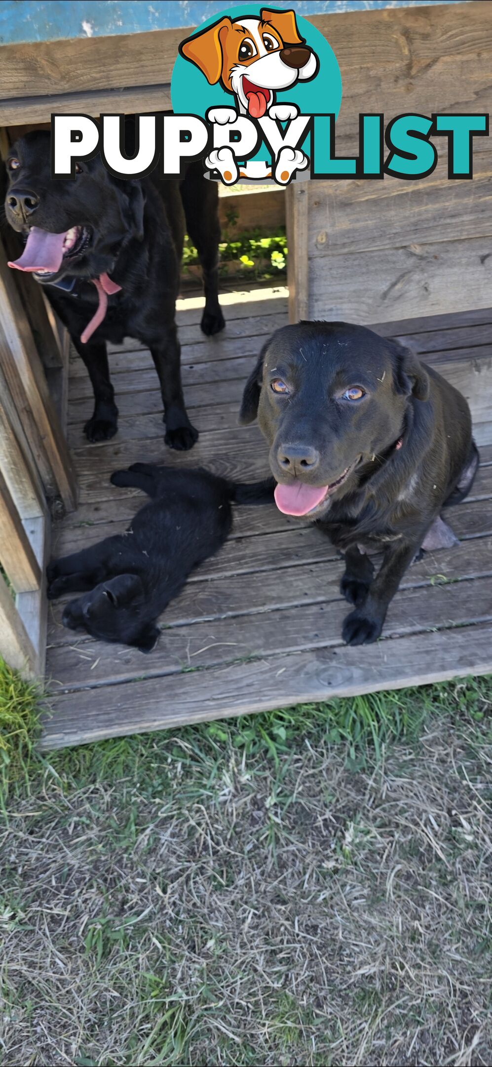 pure lab puppies