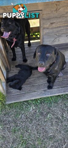 pure lab puppies