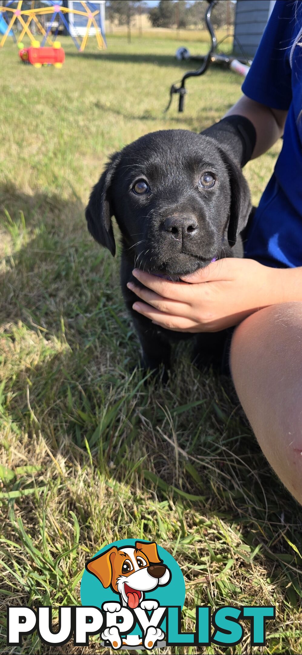 pure lab puppies