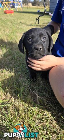 pure lab puppies