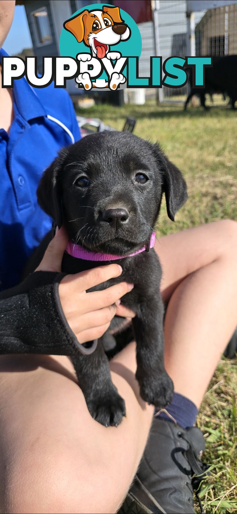 pure lab puppies