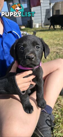 pure lab puppies