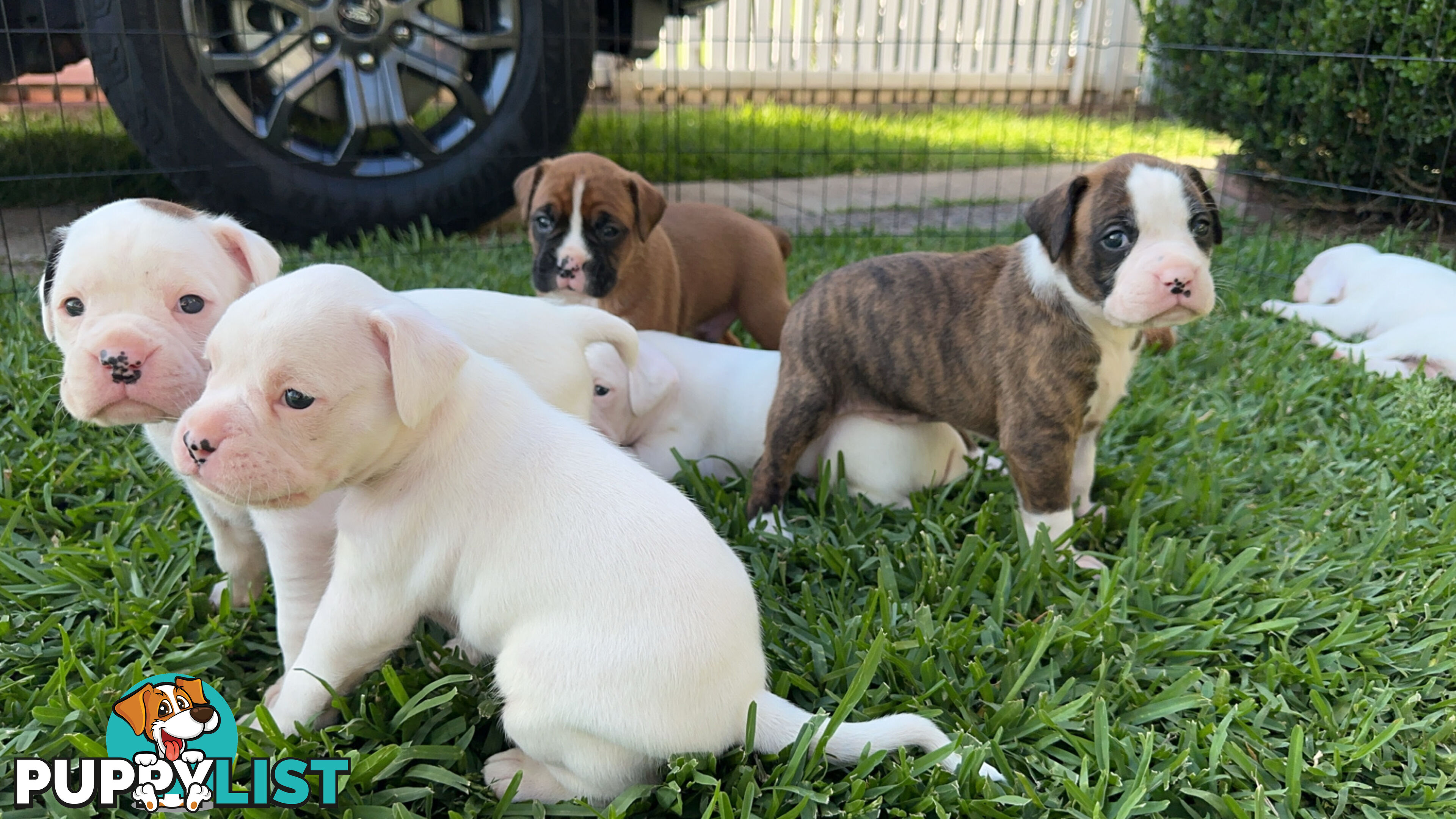 Pure bred bob tail boxer puppies