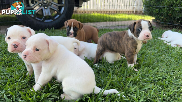 Pure bred bob tail boxer puppies