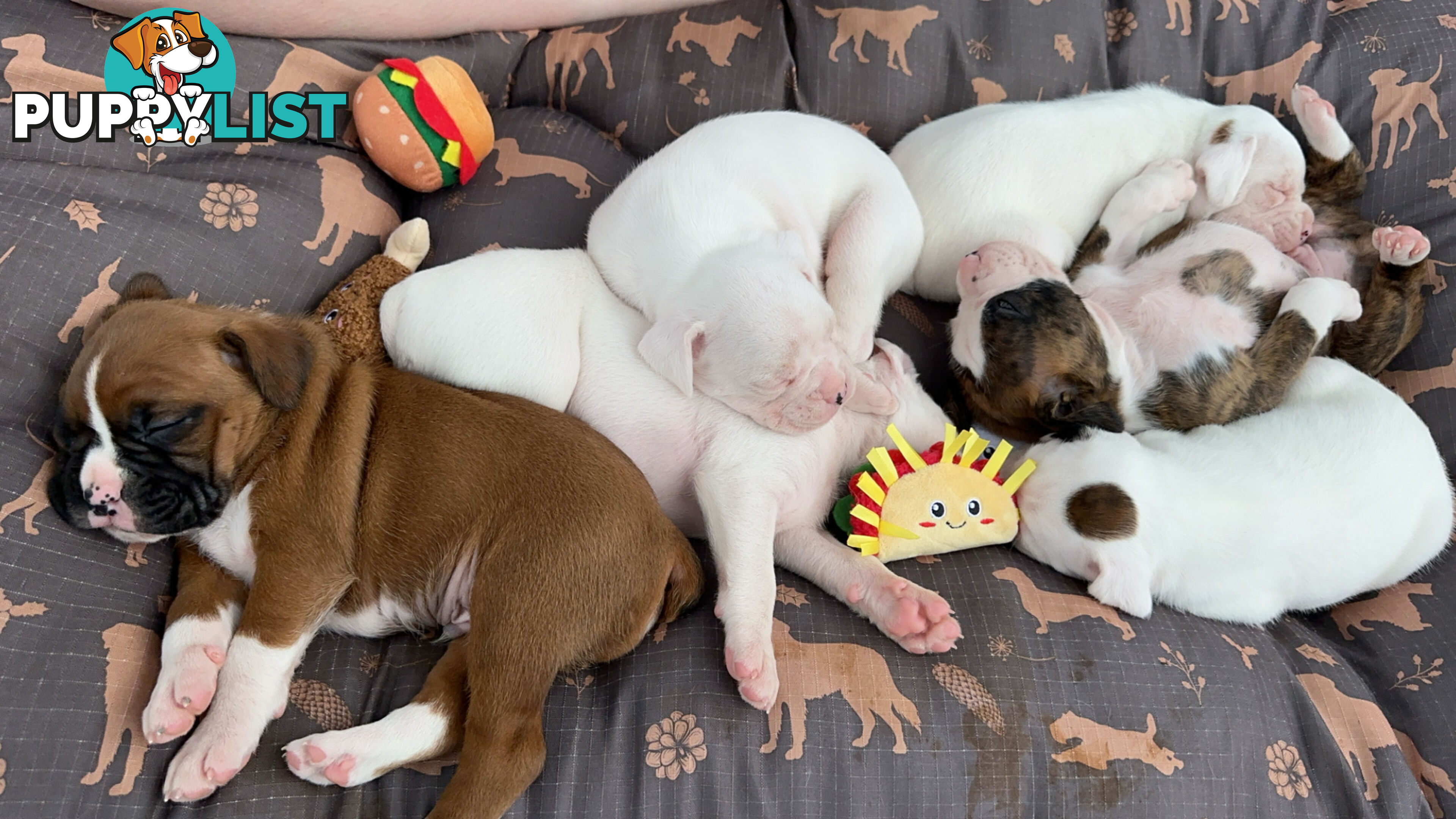 Pure bred bob tail boxer puppies