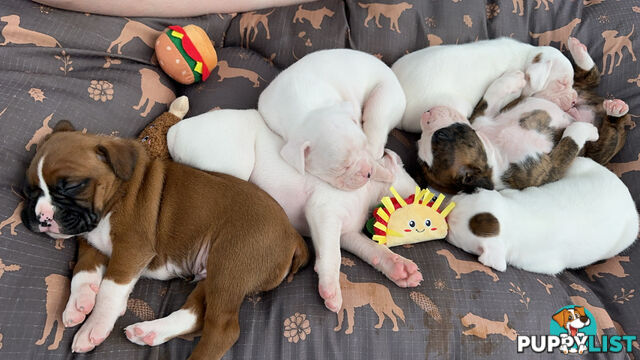 Pure bred bob tail boxer puppies