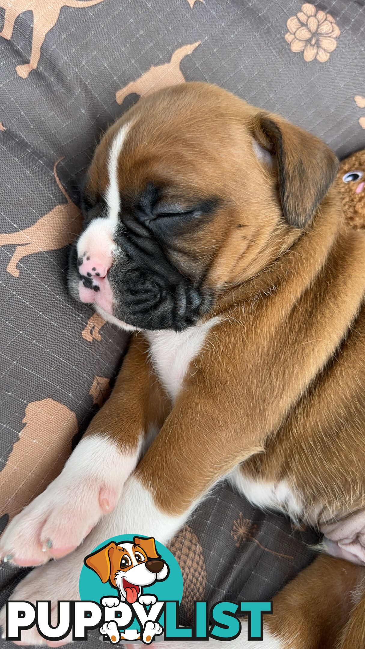 Pure bred bob tail boxer puppies