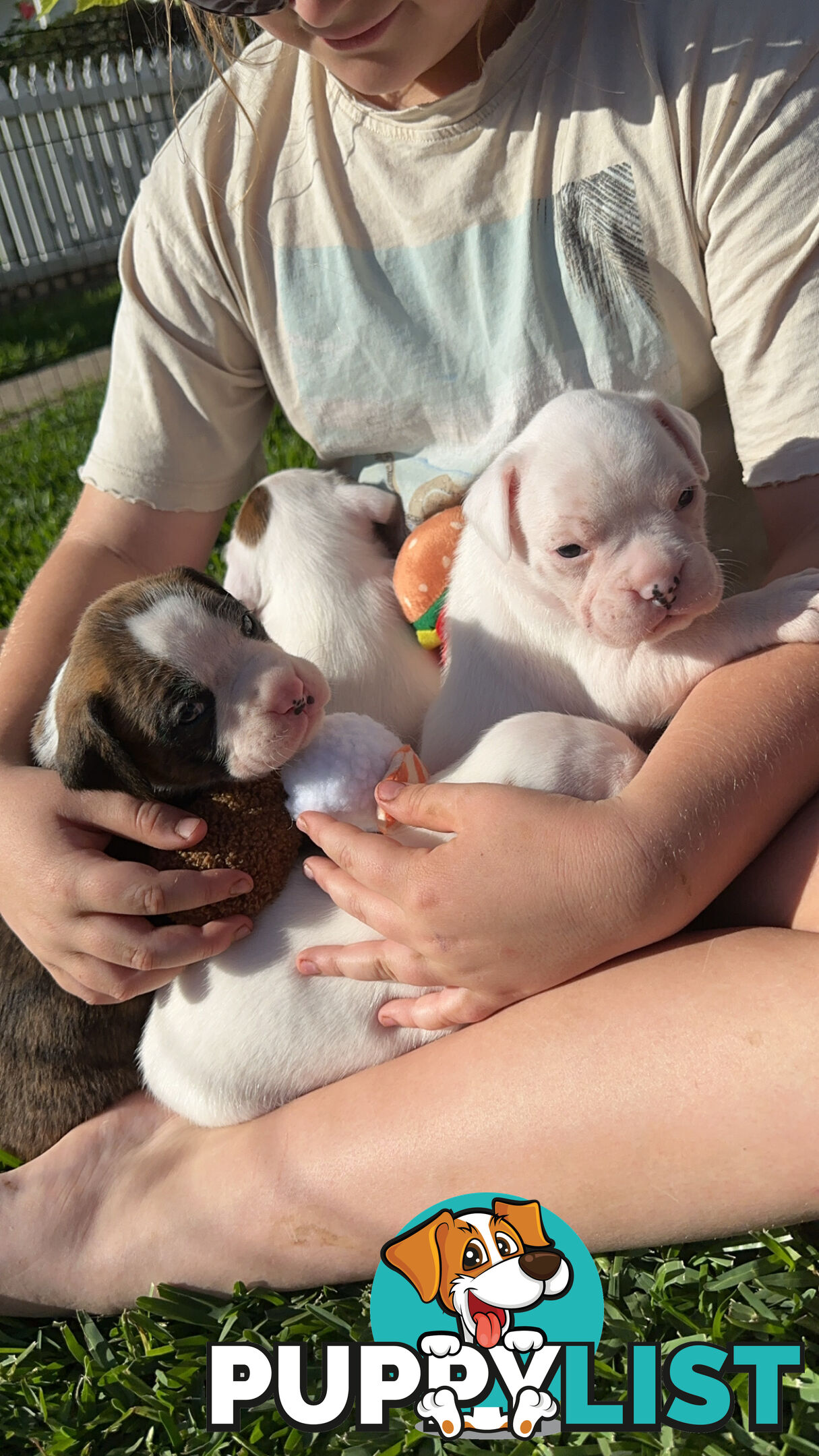 Pure bred bob tail boxer puppies