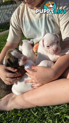 Pure bred bob tail boxer puppies