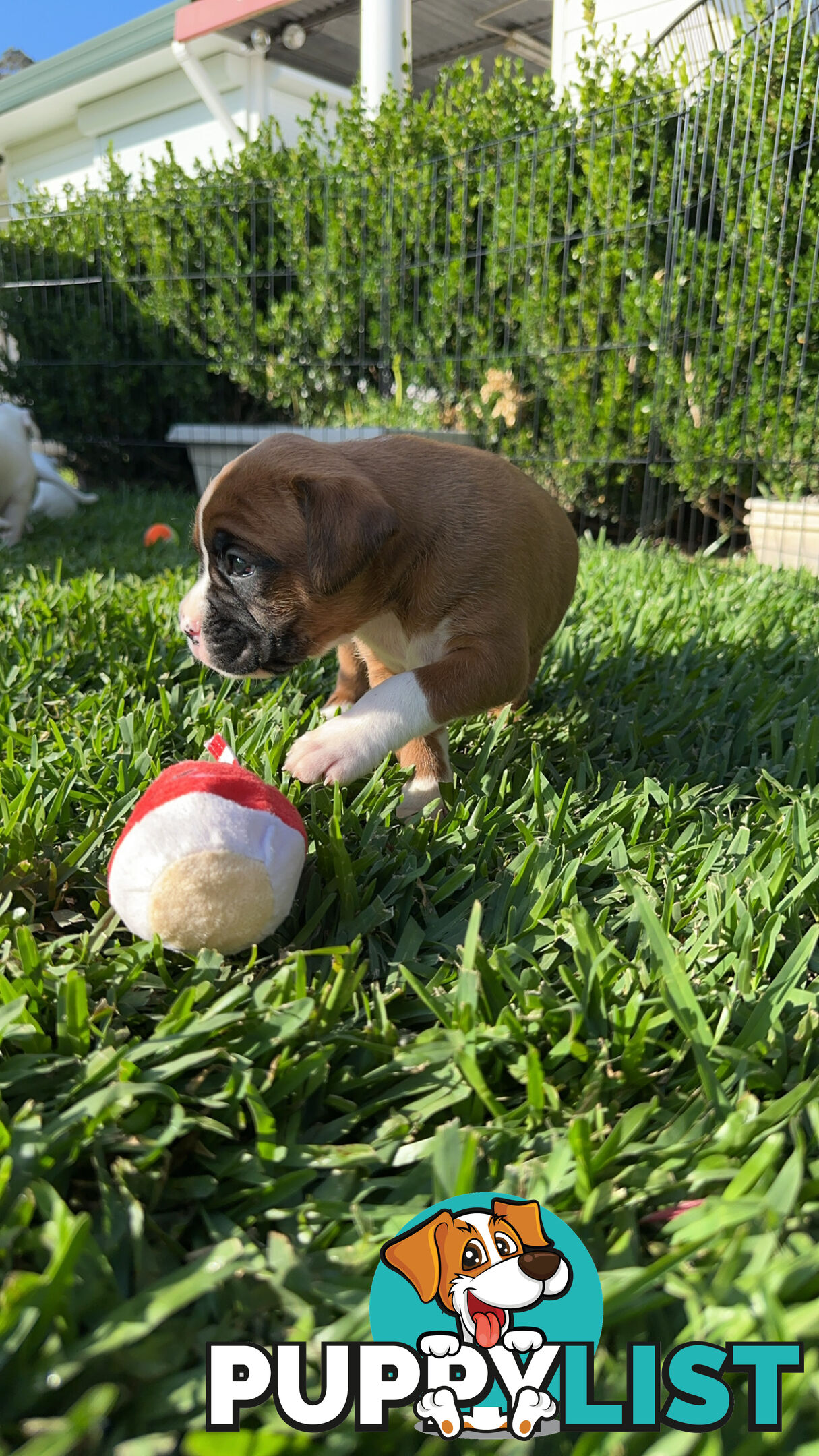 Pure bred bob tail boxer puppies