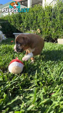 Pure bred bob tail boxer puppies