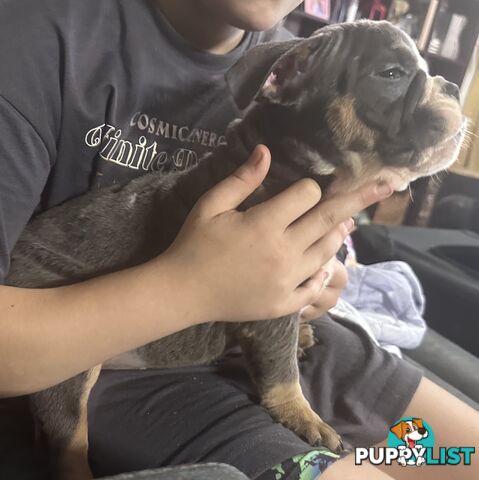 British bulldog puppies