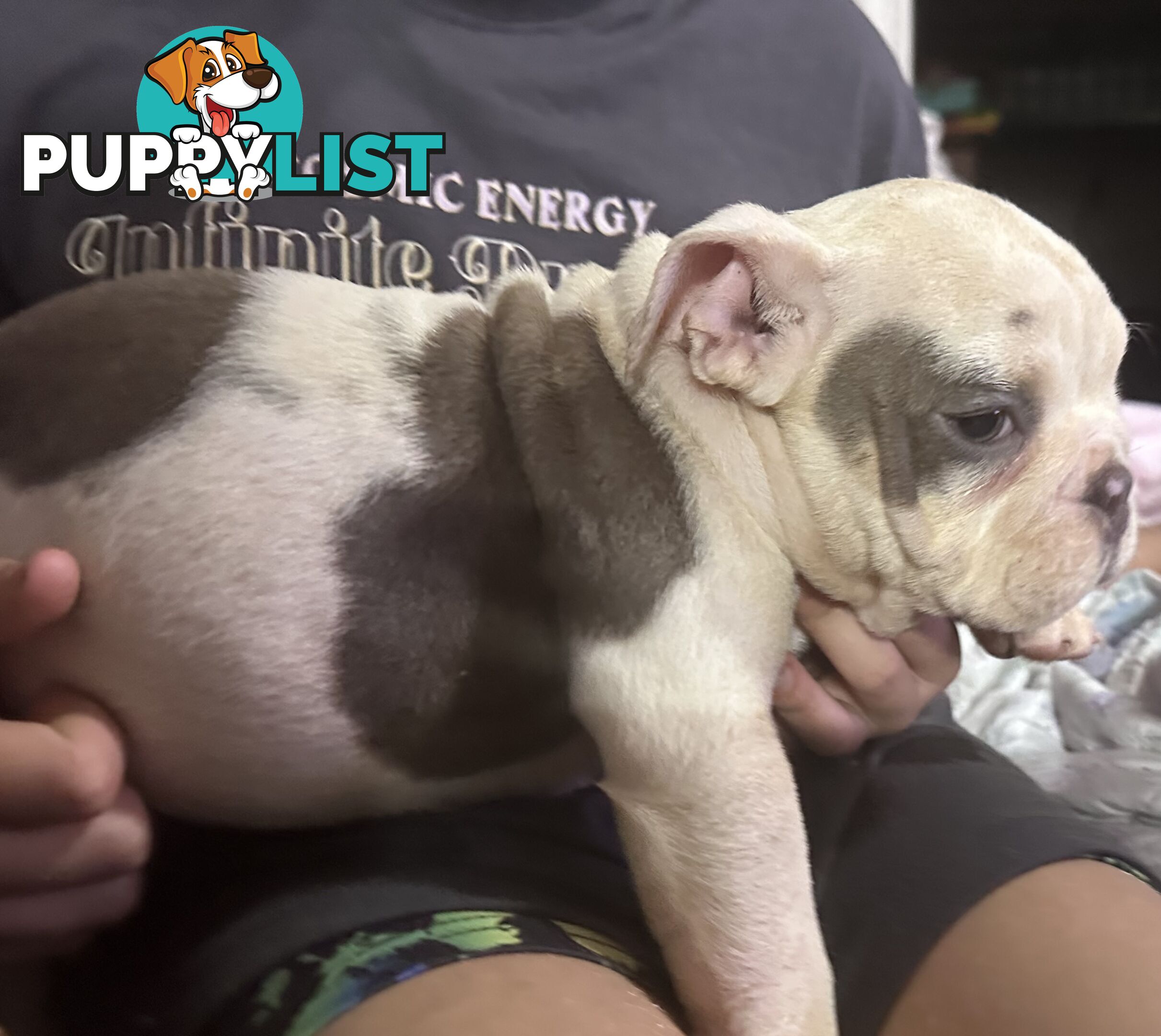 British bulldog puppies