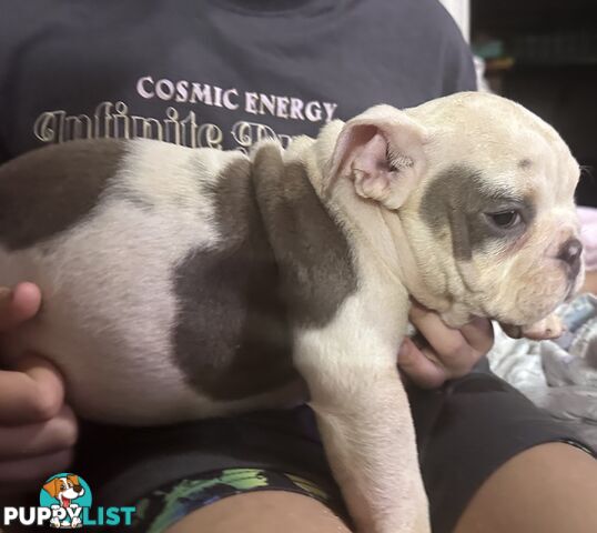 British bulldog puppies