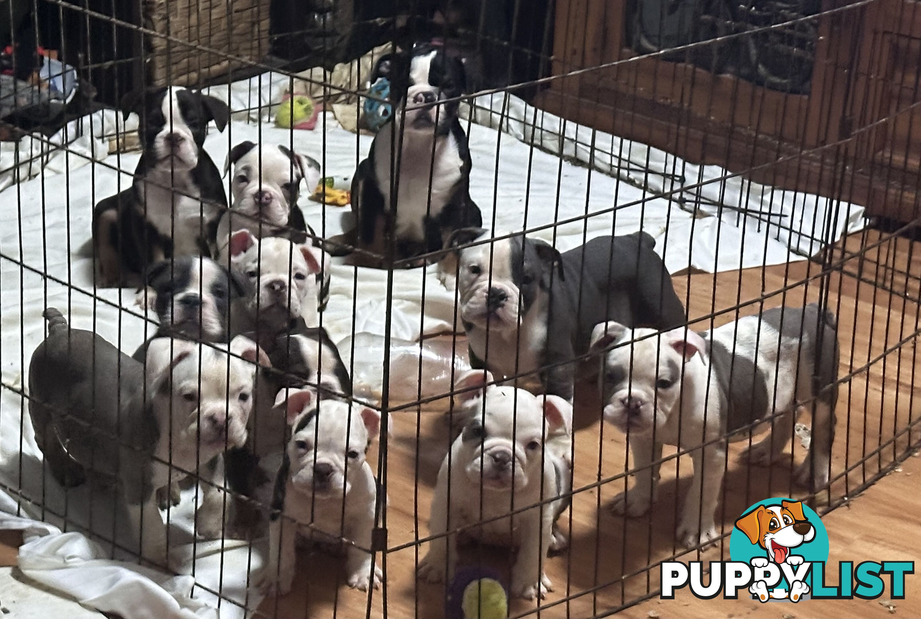 British bulldog puppies