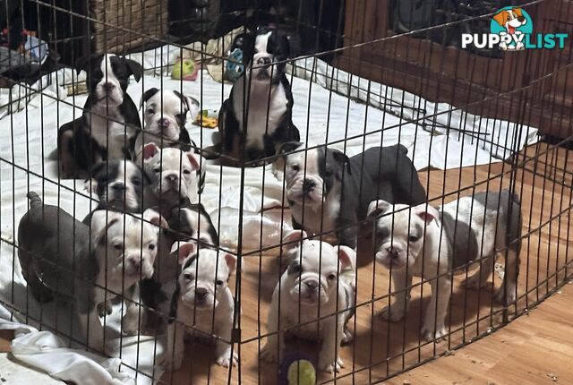 British bulldog puppies