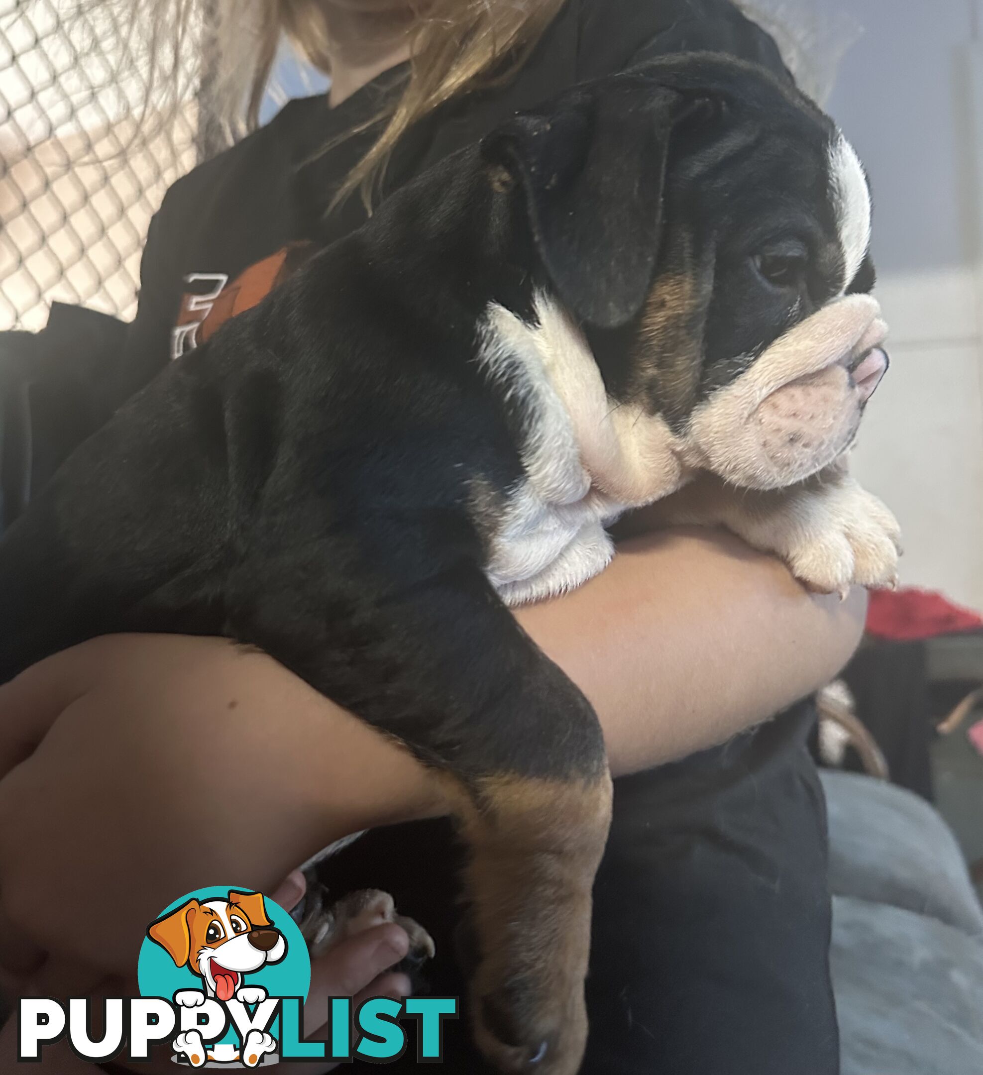 British bulldog puppies