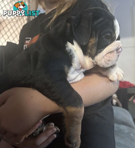 British bulldog puppies