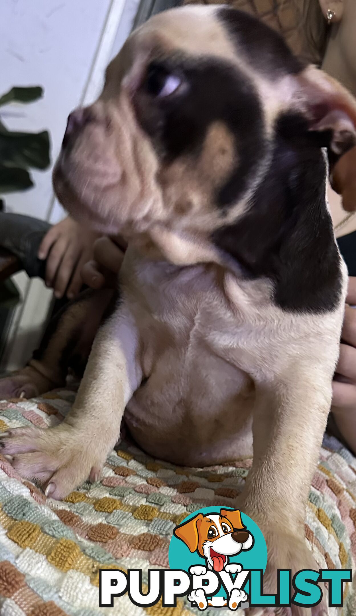 British bulldog puppies