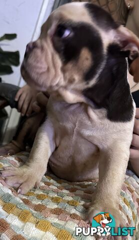 British bulldog puppies