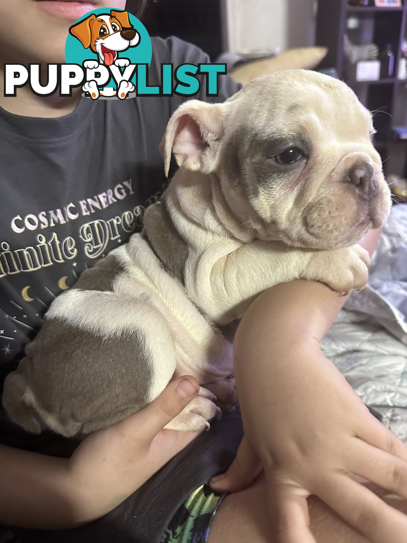 British bulldog puppies