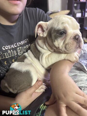 British bulldog puppies