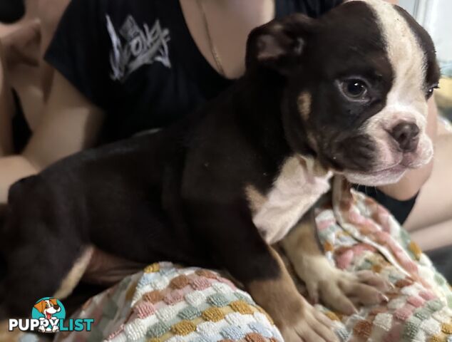British bulldog puppies