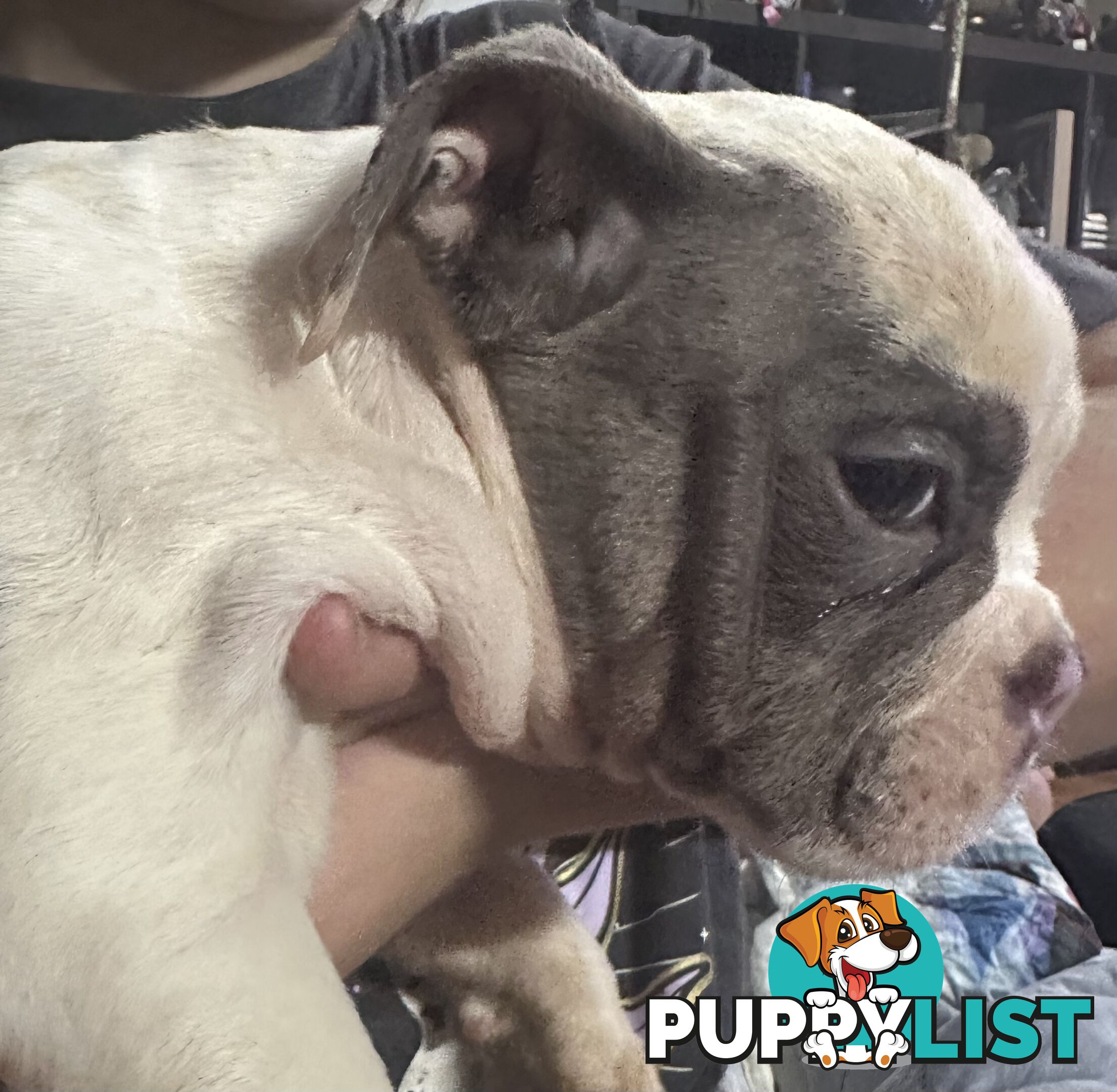 British bulldog puppies