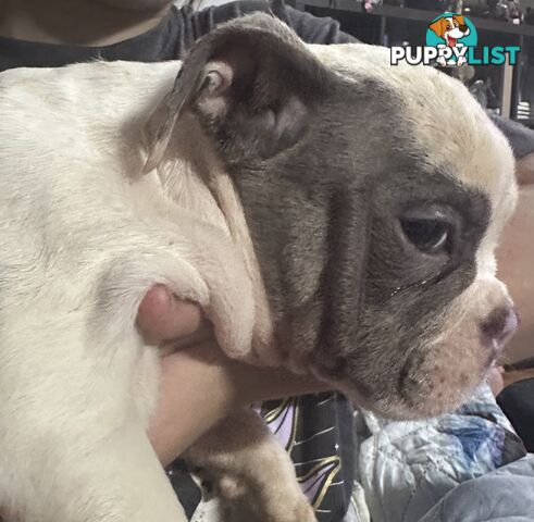 British bulldog puppies