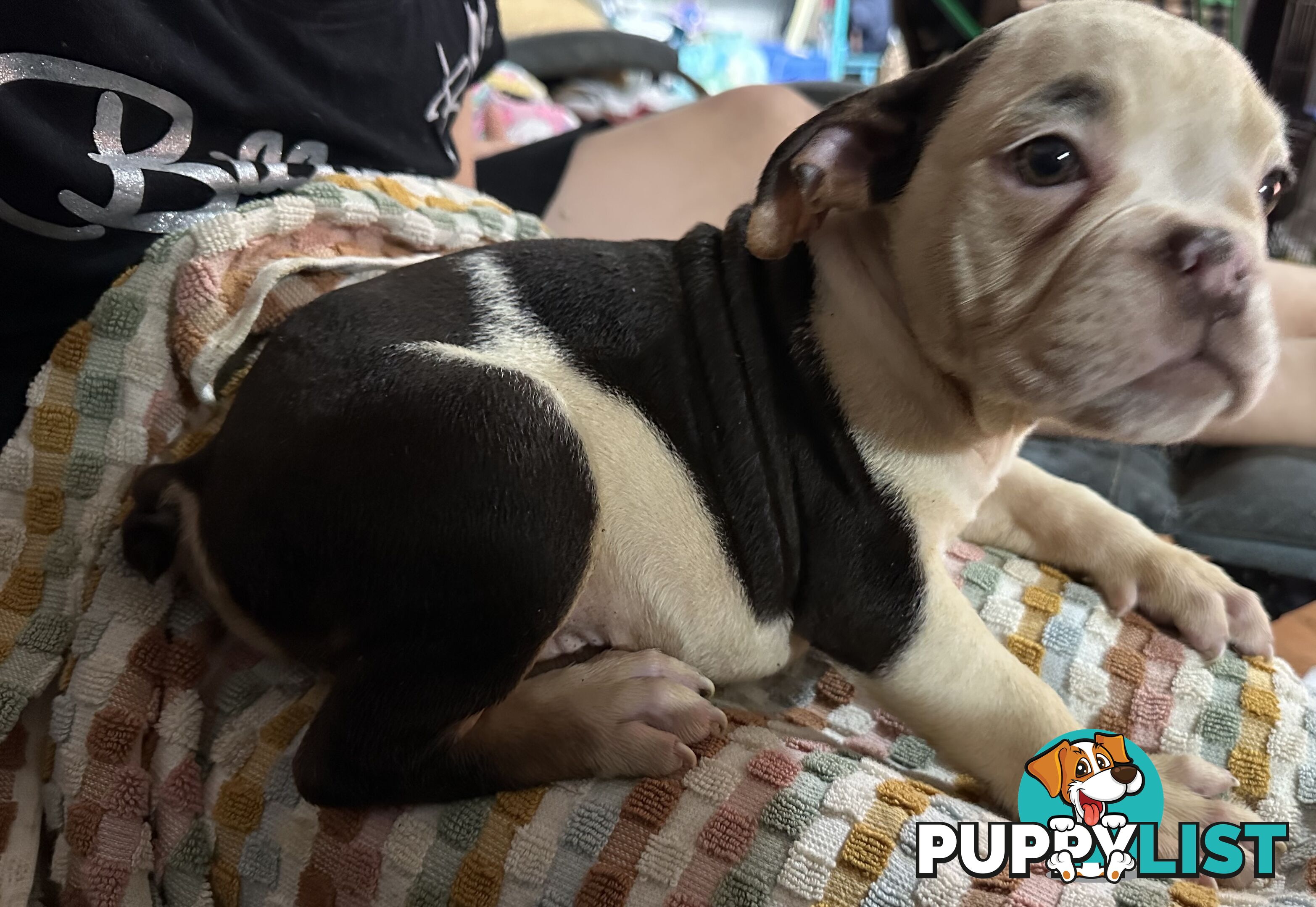 British bulldog puppies