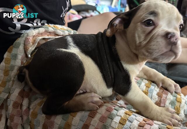 British bulldog puppies