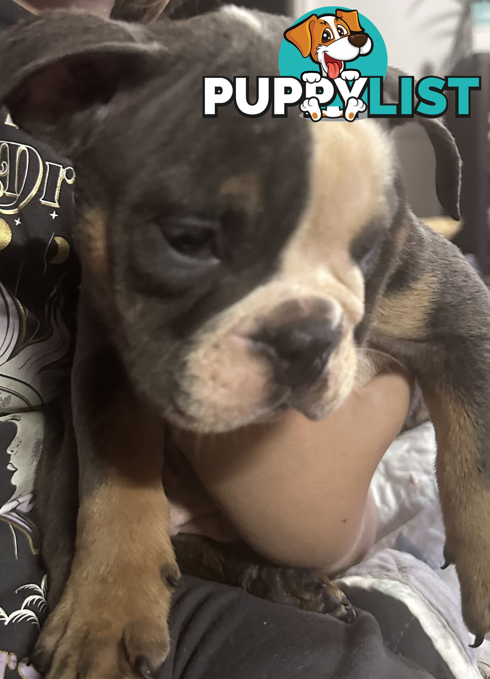 British bulldog puppies