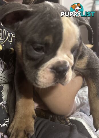 British bulldog puppies
