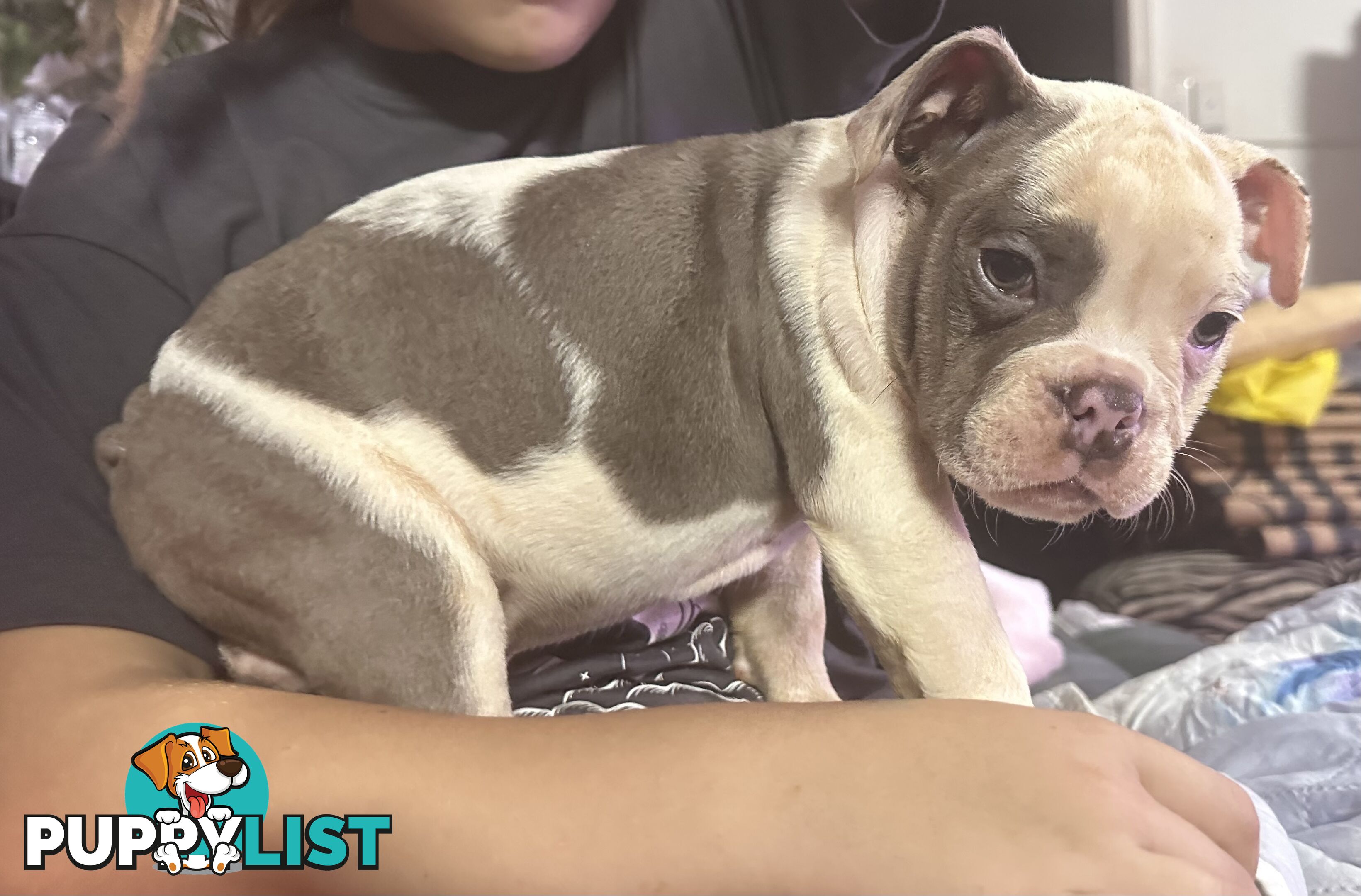 British bulldog puppies