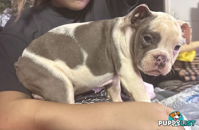 British bulldog puppies