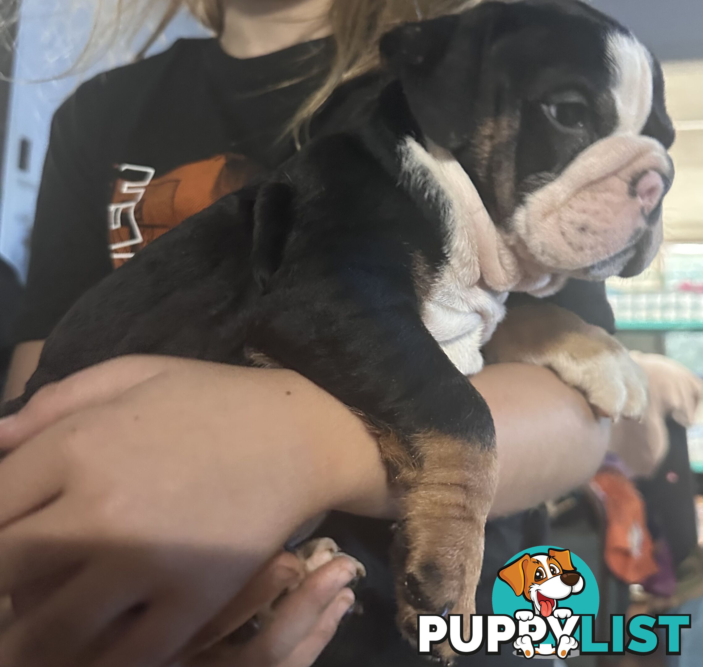 British bulldog puppies